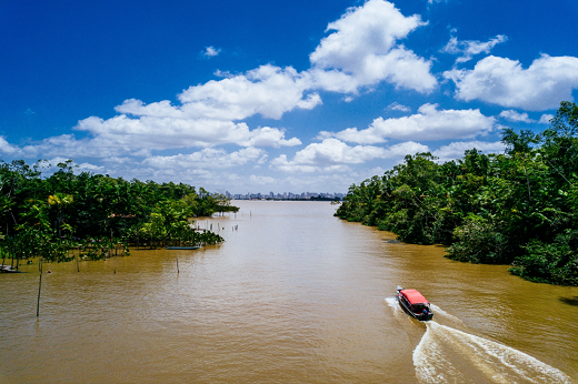 Imagem: A pesquisa mostra a importância de preservar os manguezais da Amazônia porque eles evitam as emissões de gases que causam o efeito estufa (Foto: Freepik)