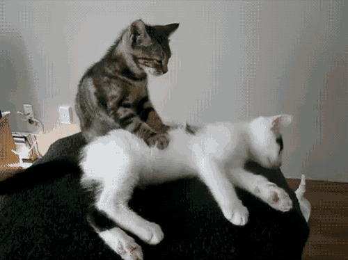 Animação de fihlhotes de gato fazendo massagem um no outro