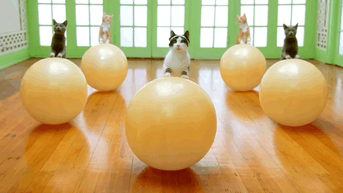 Animação mostra cinco gatos praticando pilates sobre bolas infláveis