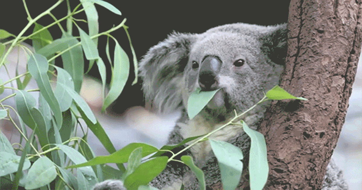 Animação mostra coala em uma árvore mastigando folhas
