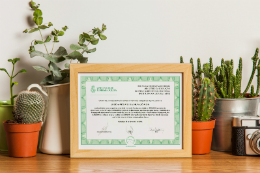 Imagem: foto do novo diploma sobre uma mesa com jarros de plantas atrás