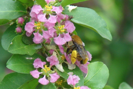 Imagem: Abelhas da espécie Centris caxienses visitando flores de acerola (Foto: Divulgação)