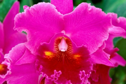 Imagem: UFC sedia Simpósio sobre cultivo de orquídea