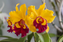 Imagem: Oficina de cultivo de orquídeas acontece no sábado (8)