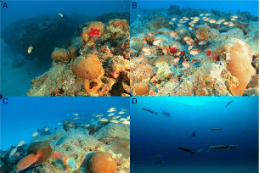 Imagem: Moluscos, peixes e corais no fundo do mar