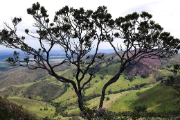 Imagem: Árvore na Serra da Canastra, em Minas Gerais (Foto: Gilberto Soares/Ministério do Meio Ambiente)