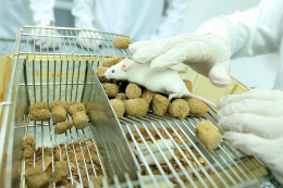 Imagem: Camundongo sendo utilizado para pesquisa em um laboratório (Foto: Thiago Gomes/Agência Pará)
