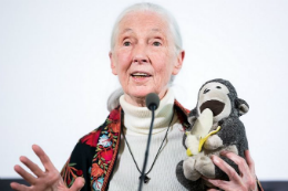 Imagem: Foto da pesquisadora Jane Goodall segurando um macaco de pelúcia