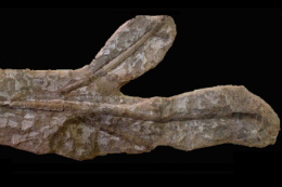 Imagem: O fóssil encontrado estava especialmente preservado, o que facilitou a caracterização (Foto: Divulgação)