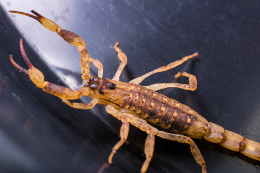 Imagem: escorpião sobre superfície lisa (Imagem: Divulgação)