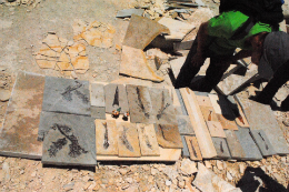 Imagem: Foto de homem olhando várias pedras com fósseis na região da bacia do Araripe