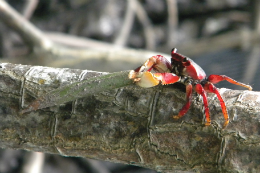 Imagem: Os caranguejos têm papel fundamental na predominância da planta que possui maior capacidade de estocar carbono (Foto: Alexander Ferreira/LABOMAR)