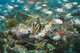 Imagem: Foto de peixes e animal que se assemelha a um siri no Parque Estadual Risca do Meio