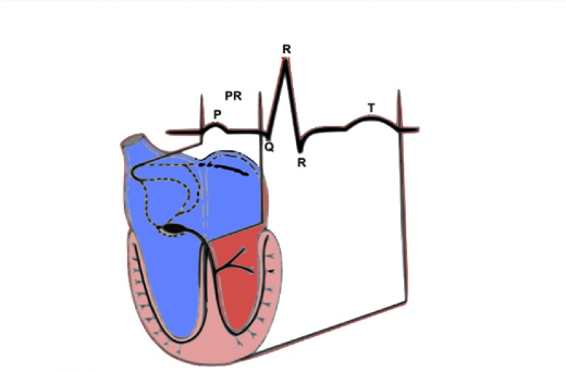 Ilustração de um coração humano ladeado por um gráfico
