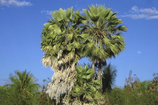 Duas grandes árvores de carnaúba, também conhecidas como carnaubeiras, em destaque em meio à vegetação (Foto: Tacarijus/Wikimedia Commons - CC BY-SA 3.0)