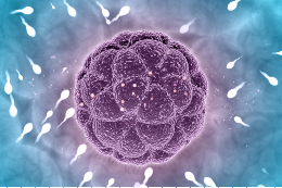 Ilustração de um óvulo cercado por espermatozóides no instante da fecundação