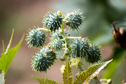 Frutos de mamona 