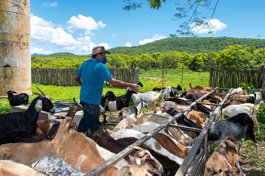 Imagem: Rebanho caprino é alimentado por servidor na Fazenda Experimental Vale do Curu (FEVC), em Pentecoste (Foto: Viktor Braga)