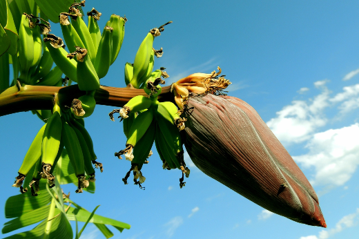 Imagem: Folha de bananeira com cachos de banana
