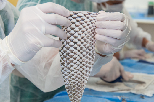 Imagem: Mãos com luvas brancas manuseiam pele de tilápia em laboratório