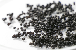 Imagem: foto de sementes pequenas e pretas, parecidas com sementes de mamão