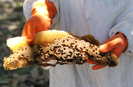 Imagem: Favo de mel com larvas e pupas de abelha