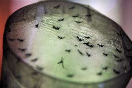Imagem: mosquitos da dengue