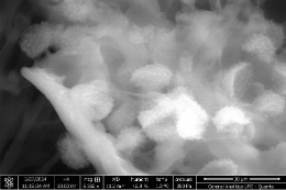 Imagem: Imagem de microscopia eletrônica de esporos de fungos observados utilizando o modo ambiental (Fonte: Central Analítica UFC)