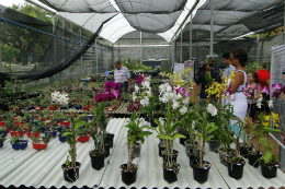 Imagem: Oficina de Flores e Condimentos em Vasos será na horta didática do Dep. de Fitotecnia  (Foto: Divulgação)