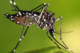 Imagem: O Aedes aegypti, mosquito transmissor da dengue, zika e chikungunya (Foto: Fundação Ezequiel Dias)