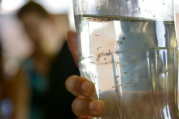 Imagem: Professores da Universidade Federal do Ceará publicaram artigo no site Zika Open alertando para a subnotificação dos casos de microcefalia (Foto: Agência Brasil) 