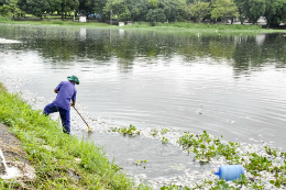 Imagem: Desequilíbrio ambiental provocou a morte de grande número de peixes no Açude Santo Anastácio, no Campus do Pici (Foto: Ribamar Neto/UFC)