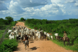 Imagem: Simpósio de Economia Rural vai vai discutir os processos de desenvolvimento do Nordeste (Foto: Agência Brasil)