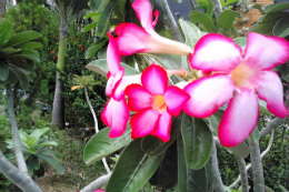 Imagem: A Oficina de Cultivo de Rosa-do-deserto é aberta ao público (Foto: Divulgação)