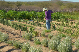 Imagem: Produtor rural lidando com a terra