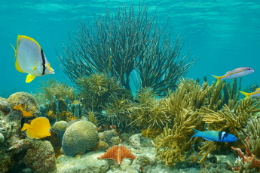 Image: foto do fundo do mar com coais e peixes