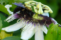 Imagem: foto de abelha mamangava polinizando flor de maracujá