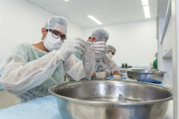 Imagem: Homem segurando pedaço de pele de tilápia em laboratório (Foto: Viktor Braga/UFC)