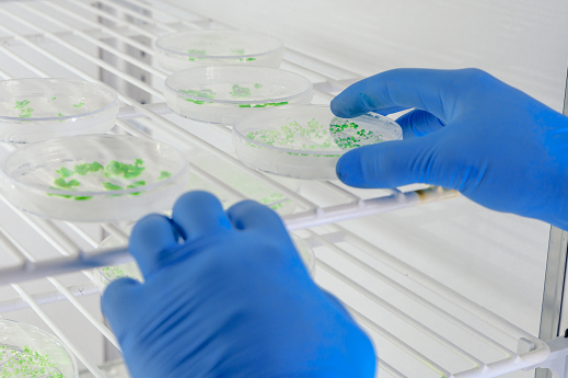 Imagem: foto de duas mãos com luvas azuis pegando um material redondo de vidro com substâncias verdes dentro de um refrigerador