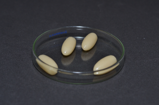 Imagem: Quatro cápsulas do composto criado, dispostos em um recipiente circular sobre uma superfície plana (Foto: Divulgação)