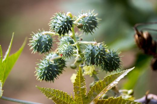 Imagem: planta de mamona