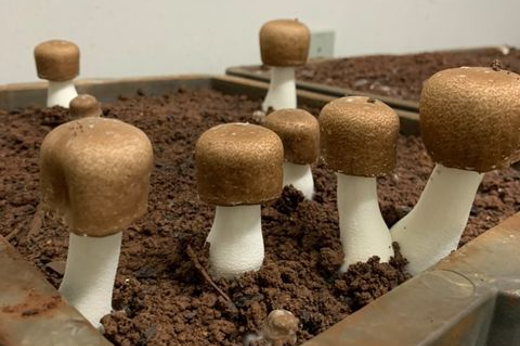 Imagem: Foto do cogumelo do sol cultivado em um canteiro 