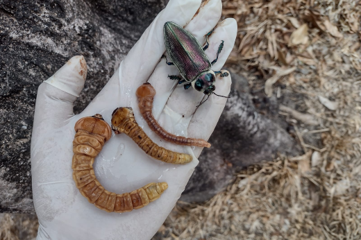 Imagem: Mão vestida com luva branca, segurando um espécime do besouro metálico e as larvas do inseto (Foto: Lamartine Soares/UFC)