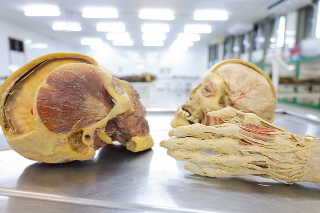 Imagem: peças anatômicas plastinadas 