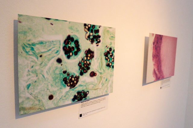 Imagem: Quadros expostos no Museu de Arte da UFC