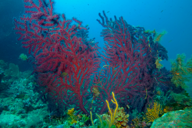 Imagem: foto de algas e corais no fundo do mar