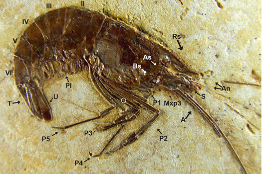 Imagem: Fóssil de uma Buerlenia araripensis, estudado em uma da spesquisas recém-publicadas