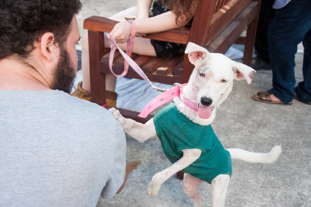 Imagem: cachorro sorridente com coleira olha para a câmera