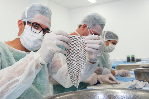 Pesquisador apresenta a pele de tilápia em laboratório
