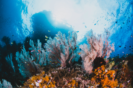 Imagem de corais no fundo do mar 
